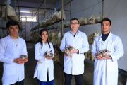 Научно-практическая работа по выращиванию микрозелени и декоративных растений в сити-ферме Бухарского государственного педагогического института
