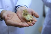 В лаборатории Бухарского государственного педагогического института успешно завершилась инкубация!